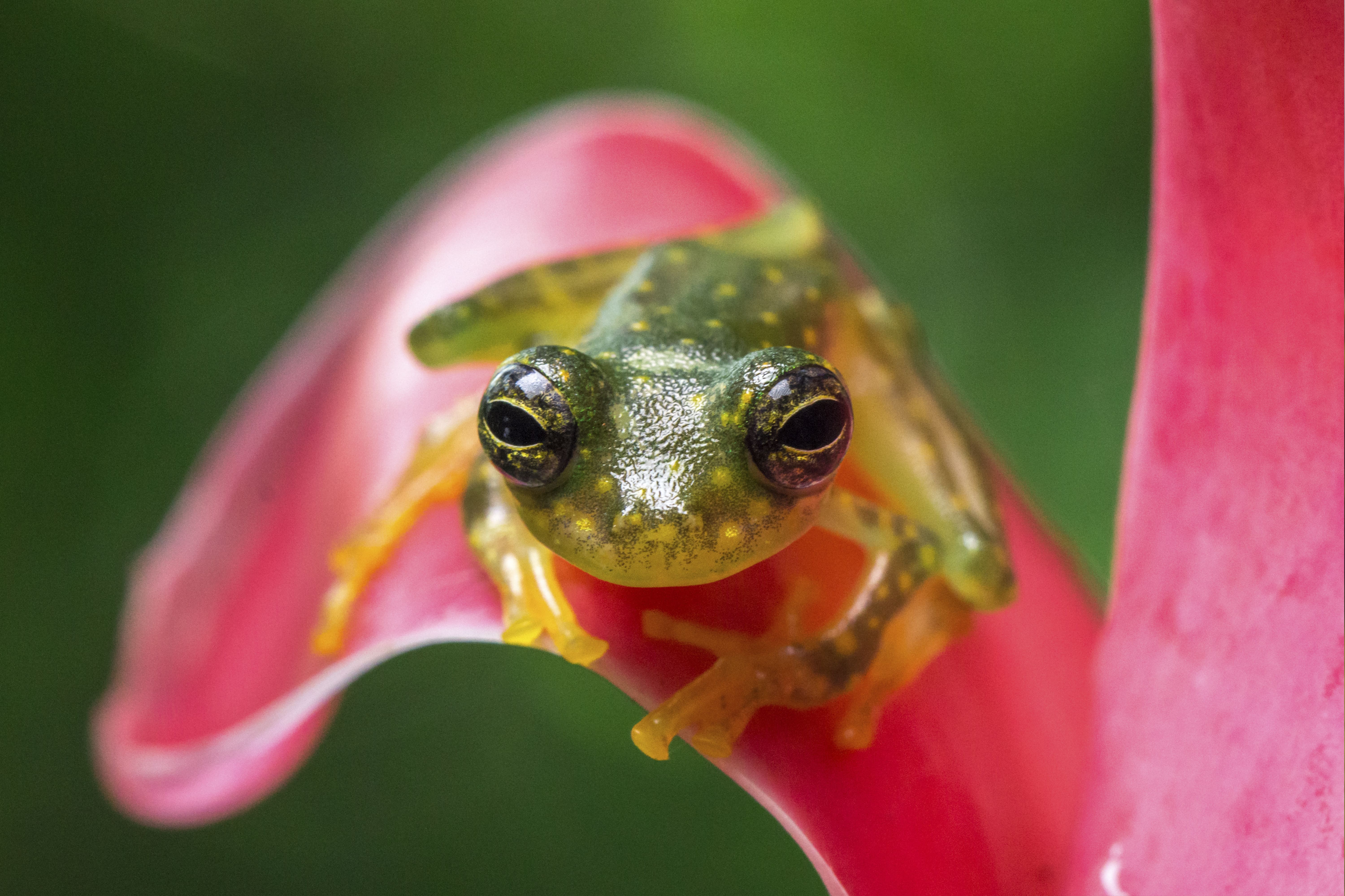 Photo from 8-Day Intensive Birding Exploration of Costa Rica safari tour